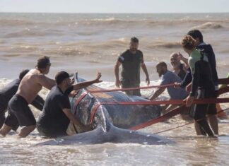 RESCATARON A UNA BALLENA ENCALLADA EN VILLA GESELL