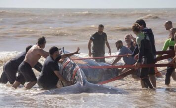 RESCATARON A UNA BALLENA ENCALLADA EN VILLA GESELL