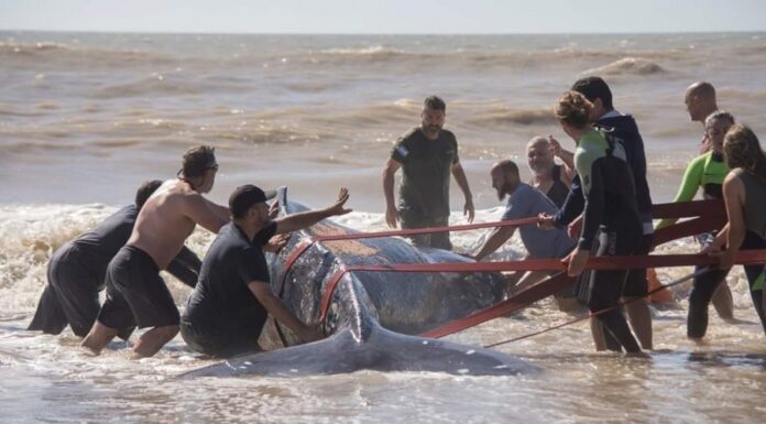 RESCATARON A UNA BALLENA ENCALLADA EN VILLA GESELL