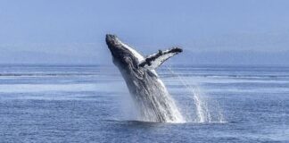 EL DESCANSO Y LA LACTANCIA DE LAS BALLENAS SE PODRIAN VER AFECTADOS POR EL RUIDO DE EMBARCACIONES