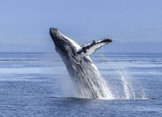EL DESCANSO Y LA LACTANCIA DE LAS BALLENAS SE PODRIAN VER AFECTADOS POR EL RUIDO DE EMBARCACIONES