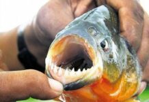 ATAQUE DE PALOMETAS EN SANTA FE: UNA ADOLESCENTE PERDIÓ UN DEDO Y HUBO MÁS DE 30 HERIDOS