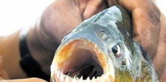 ATAQUE DE PALOMETAS EN SANTA FE: UNA ADOLESCENTE PERDIÓ UN DEDO Y HUBO MÁS DE 30 HERIDOS