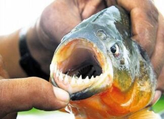 ATAQUE DE PALOMETAS EN SANTA FE: UNA ADOLESCENTE PERDIÓ UN DEDO Y HUBO MÁS DE 30 HERIDOS