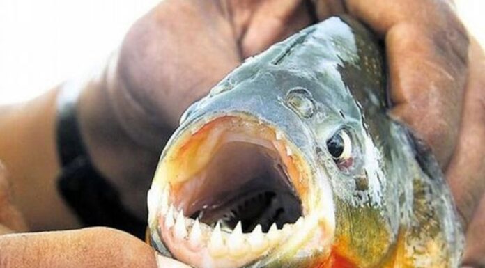 ATAQUE DE PALOMETAS EN SANTA FE: UNA ADOLESCENTE PERDIÓ UN DEDO Y HUBO MÁS DE 30 HERIDOS