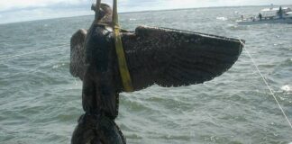 LA JUSTICIA URUGUAYA RETIFICÓ QUE EL ESTADO DEBE VENDER EL ÁGUILA DEL BUQUE NAZI GRAFF SPEE PARA PAGARLE A QUIEN LA RESCATARON