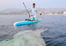 UNA EXTRAÑA CRIATURA GIGANTE NADÓ POR DEBAJO DE UNA TABLA DE PADDLE SURF (VIDEO)
