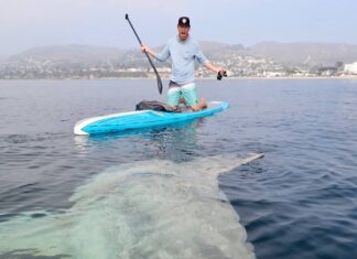 UNA EXTRAÑA CRIATURA GIGANTE NADÓ POR DEBAJO DE UNA TABLA DE PADDLE SURF (VIDEO)