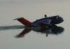 VIDEO: DESARROLLAN EN EEUU UN HBRIDO DE AVION Y BARCO CAPAZ DE VOLAR SOBRE EL AGUA BASADO EN UN PROYECTO DE BUQUE MILITAR DE LA URSS