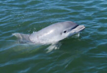 URUGUAY – ASÍ FUE EL MOMENTO EN QUE SIETE DELFINES VISITARON LAS PLAYAS DE LA PALOMA (VIDEO)