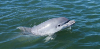 URUGUAY – ASÍ FUE EL MOMENTO EN QUE SIETE DELFINES VISITARON LAS PLAYAS DE LA PALOMA (VIDEO)