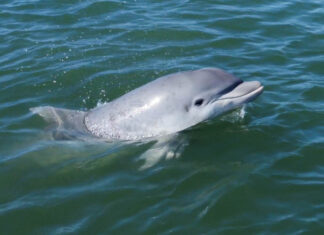 URUGUAY – ASÍ FUE EL MOMENTO EN QUE SIETE DELFINES VISITARON LAS PLAYAS DE LA PALOMA (VIDEO)