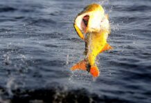 LA BAJANTE DEL RÍO PARANÁ OBLIGÓ A SUSPENDER LA FIESTA DEL DORADO EN CORRIENTES