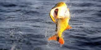 LA BAJANTE DEL RÍO PARANÁ OBLIGÓ A SUSPENDER LA FIESTA DEL DORADO EN CORRIENTES