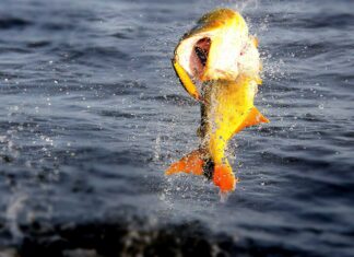 VOLVERÁ LA FIESTA NACIONAL DEL DORADO A PASO DE LA PATRIA