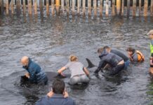 DECENAS DE DELFINES ENCALLARON EN LAS COSTASDE USHUAIA