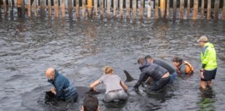 DECENAS DE DELFINES ENCALLARON EN LAS COSTASDE USHUAIA