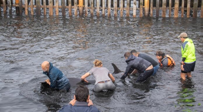 DECENAS DE DELFINES ENCALLARON EN LAS COSTASDE USHUAIA