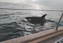 ¿COMO? MANADAS DE ORCAS ESTÁN ATACANDO BARCOS EN EL ESTRECHO DE GIBRALTAR