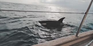 ¿COMO? MANADAS DE ORCAS ESTÁN ATACANDO BARCOS EN EL ESTRECHO DE GIBRALTAR