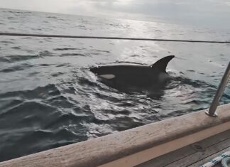 ¿COMO? MANADAS DE ORCAS ESTÁN ATACANDO BARCOS EN EL ESTRECHO DE GIBRALTAR