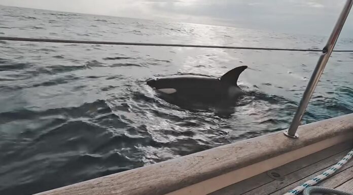 ¿COMO? MANADAS DE ORCAS ESTÁN ATACANDO BARCOS EN EL ESTRECHO DE GIBRALTAR