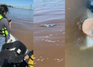 UN PESCADOR SE TOPA EN EL RÍO PARANÁ CON 258 KILOS DE MARIHUANA FLOTANDO