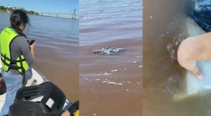 UN PESCADOR SE TOPA EN EL RÍO PARANÁ CON 258 KILOS DE MARIHUANA FLOTANDO