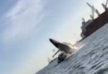 VIDEO – BALLENA DA UN SALTO, APLASTA UNA LANCHA Y LESIONA A DOS PERSONAS EN MÉXICO