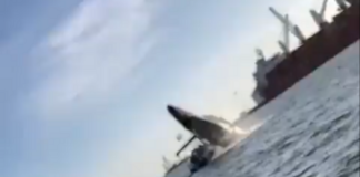 VIDEO – BALLENA DA UN SALTO, APLASTA UNA LANCHA Y LESIONA A DOS PERSONAS EN MÉXICO