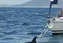 ORCAS CAUSAN DAÑOS A UN VELERO FRENTE A PENICHE EN PORTUGAL Y SUS CINCO TRIPULANTES SON RESCATADOS