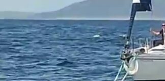 ORCAS CAUSAN DAÑOS A UN VELERO FRENTE A PENICHE EN PORTUGAL Y SUS CINCO TRIPULANTES SON RESCATADOS