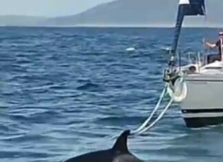 ORCAS CAUSAN DAÑOS A UN VELERO FRENTE A PENICHE EN PORTUGAL Y SUS CINCO TRIPULANTES SON RESCATADOS