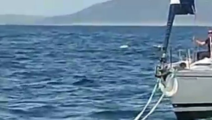 ESPAÑA – LAS ORCAS VUELVEN A AVERIAR VELEROS Y AHORA MUERDEN LOS CABOS CUANDO LOS REMUELCAN