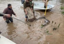 UN ELEFANTE MARINO FUE RESCATADO EN EL DELTA DE SAN FERNANDO