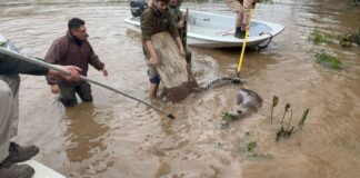 UN ELEFANTE MARINO FUE RESCATADO EN EL DELTA DE SAN FERNANDO