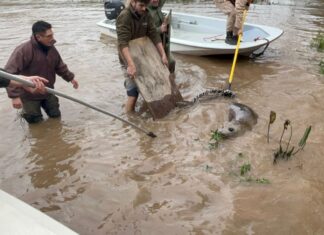 UN ELEFANTE MARINO FUE RESCATADO EN EL DELTA DE SAN FERNANDO