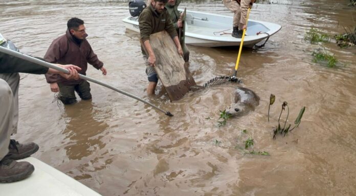 UN ELEFANTE MARINO FUE RESCATADO EN EL DELTA DE SAN FERNANDO