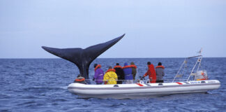 PROHÍBEN LA NAVEGACIÓN DE PARTICULARES EN EL GOLFO NUEVO Y SAN JOSÉ