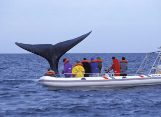 PROHÍBEN LA NAVEGACIÓN DE PARTICULARES EN EL GOLFO NUEVO Y SAN JOSÉ