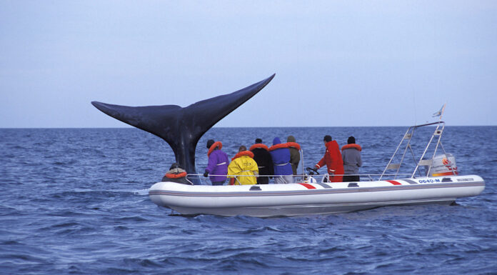 PROHÍBEN LA NAVEGACIÓN DE PARTICULARES EN EL GOLFO NUEVO Y SAN JOSÉ
