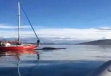 VIDEO: INDIGNACIÓN POR UN VELERO QUE CHOCÓ ADREDE A UNA BALLENA EN EL CANAL DE BEAGLE