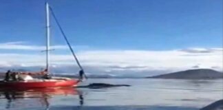 VIDEO: INDIGNACIÓN POR UN VELERO QUE CHOCÓ ADREDE A UNA BALLENA EN EL CANAL DE BEAGLE