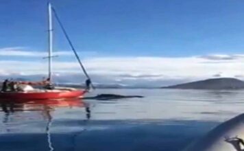 VIDEO: INDIGNACIÓN POR UN VELERO QUE CHOCÓ ADREDE A UNA BALLENA EN EL CANAL DE BEAGLE