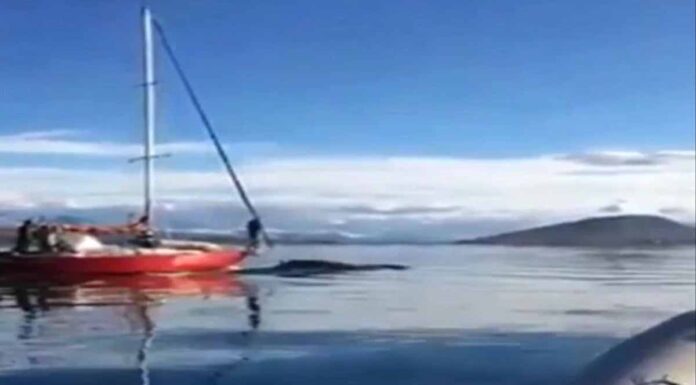 VIDEO: INDIGNACIÓN POR UN VELERO QUE CHOCÓ ADREDE A UNA BALLENA EN EL CANAL DE BEAGLE