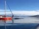 VIDEO: INDIGNACIÓN POR UN VELERO QUE CHOCÓ ADREDE A UNA BALLENA EN EL CANAL DE BEAGLE