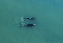MAR DEL PLATA – VIDEO: EL SHOW DE LAS BALLENAS EN PLAYA GRANDE
