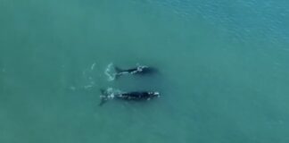 MAR DEL PLATA – VIDEO: EL SHOW DE LAS BALLENAS EN PLAYA GRANDE