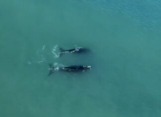 MAR DEL PLATA – VIDEO: EL SHOW DE LAS BALLENAS EN PLAYA GRANDE