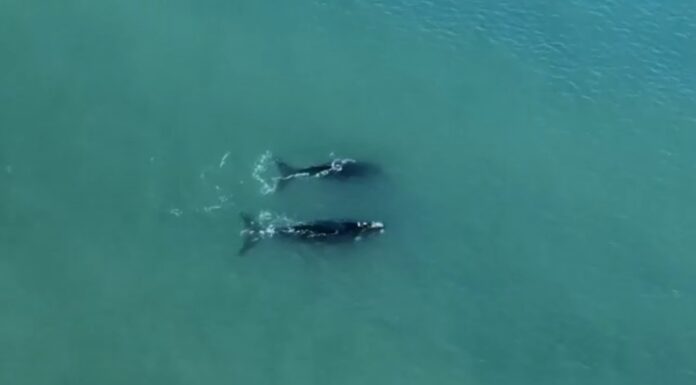 MAR DEL PLATA – VIDEO: EL SHOW DE LAS BALLENAS EN PLAYA GRANDE